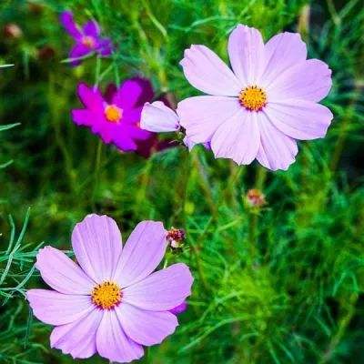 56677彩票app下载